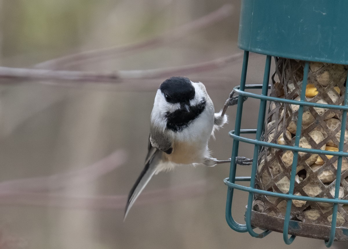 Black-capped Chickadee - ML645368373