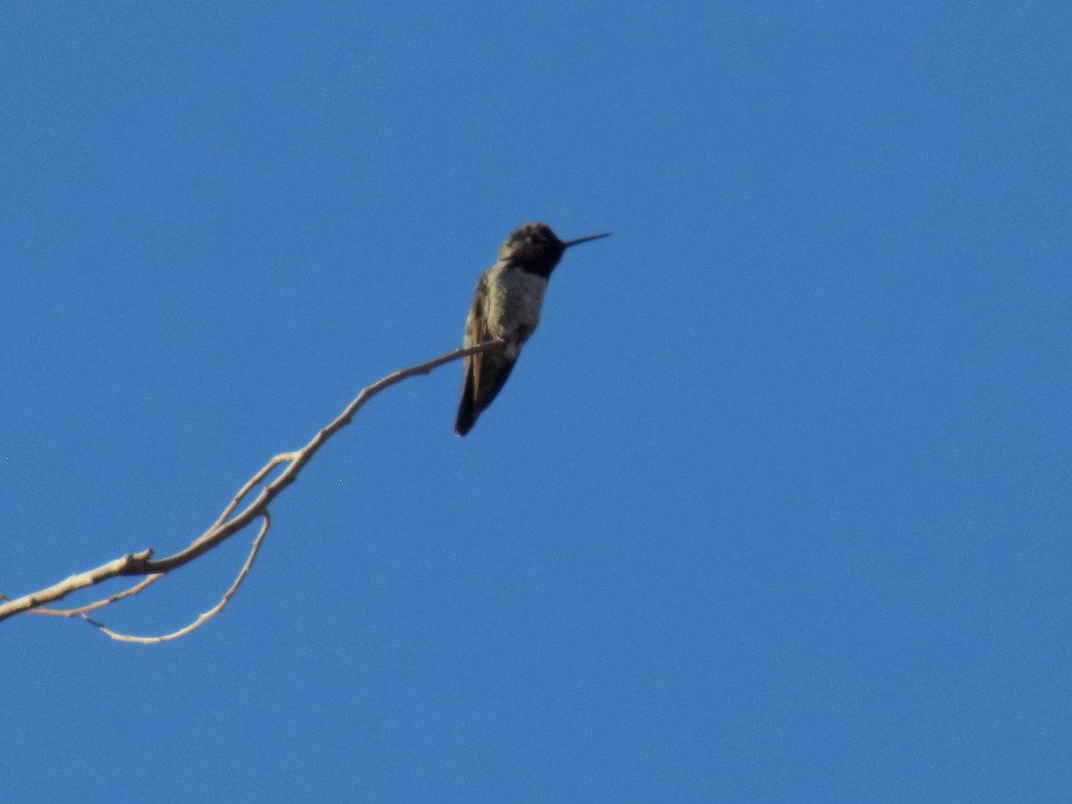 kalypta růžovohlavá - ML645368377