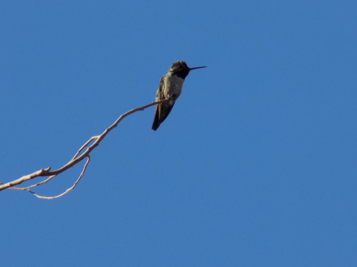 kalypta růžovohlavá - ML645368378