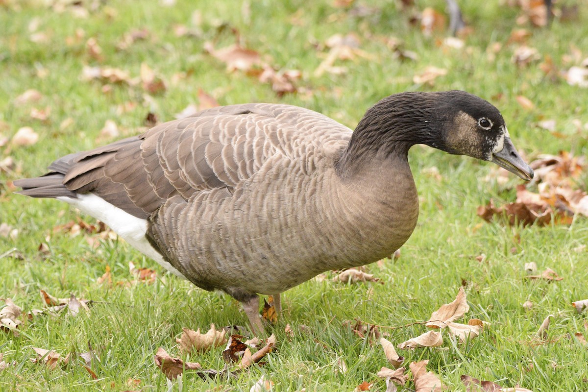Antzara sp. (etxekoa) x kanadar handia (hibridoa) - ML645368396