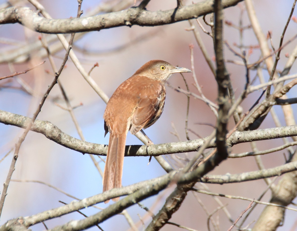 Brown Thrasher - ML645368417