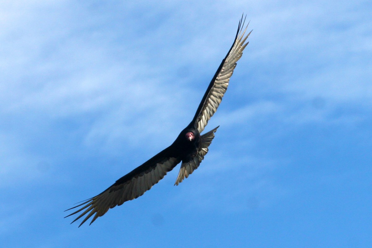 Urubu à tête rouge - ML645368418