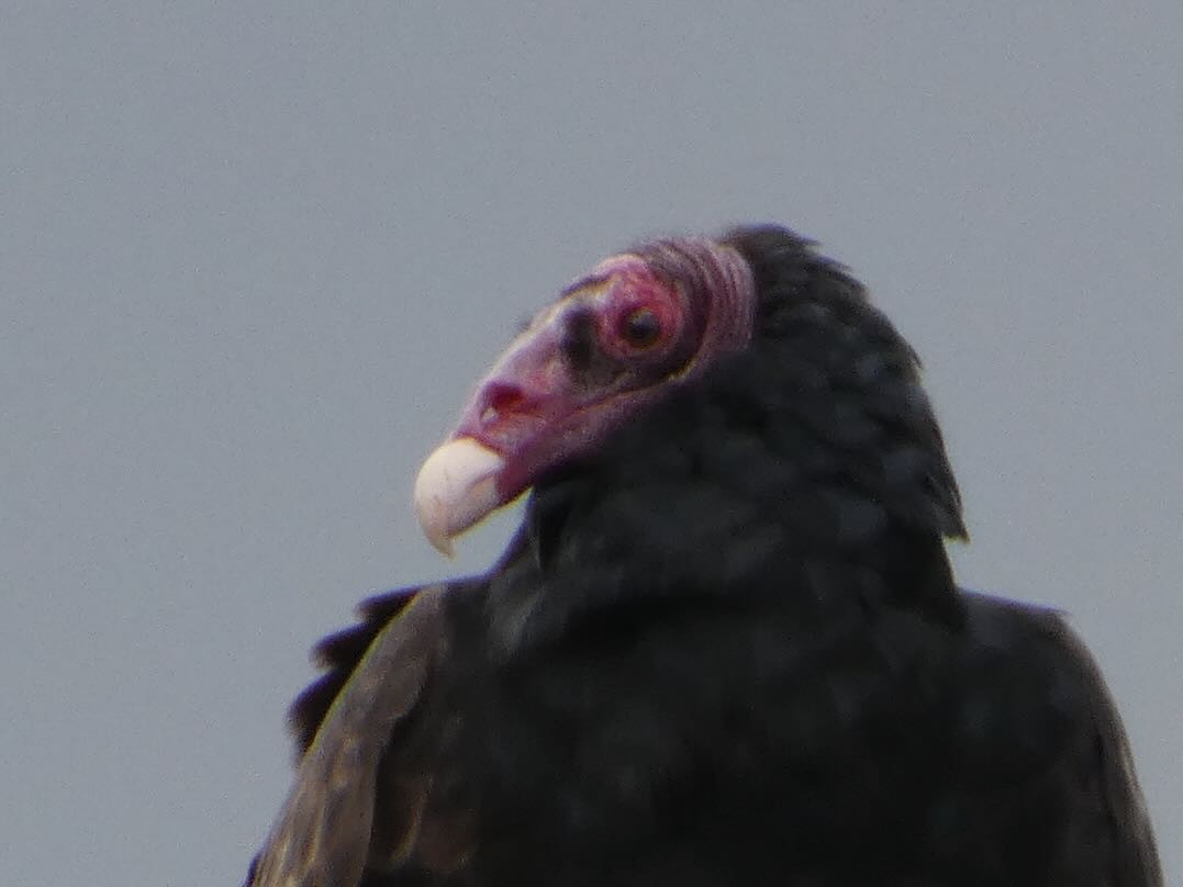 Urubu à tête rouge - ML645368420