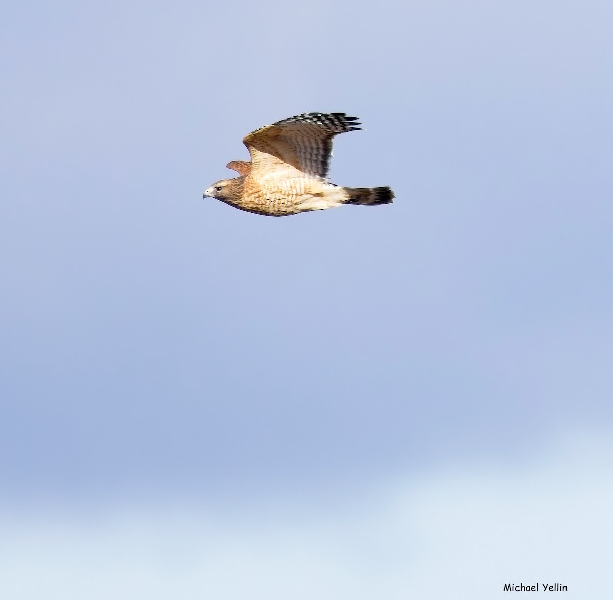 Red-shouldered Hawk - ML645368422