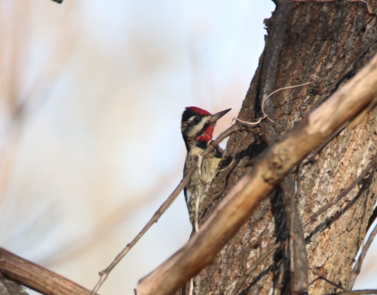 Yellow-bellied Sapsucker - ML645368424