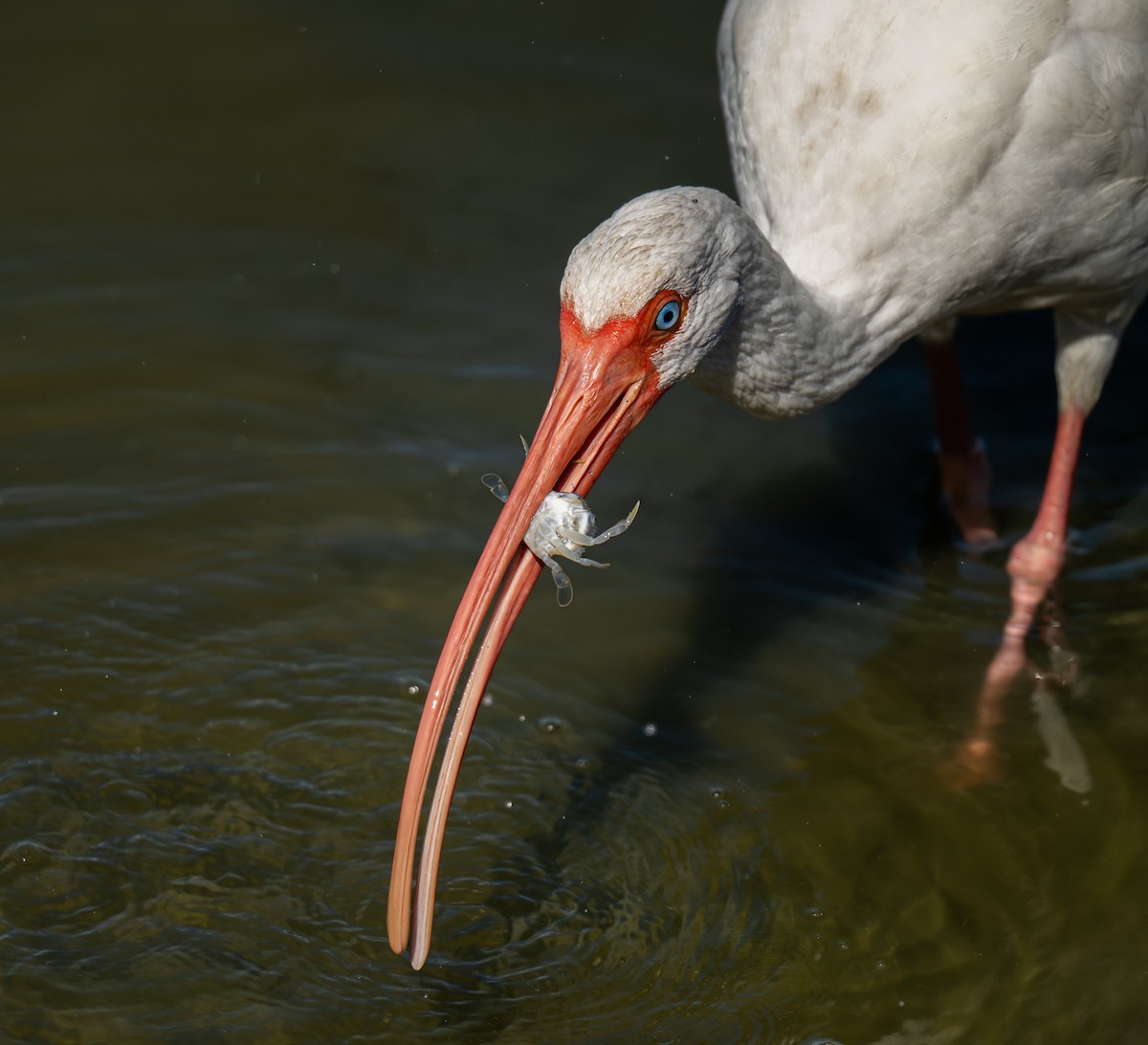 Corocoro Blanco - ML645368426
