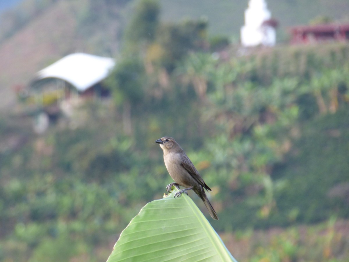 テリバネコウウチョウ - ML645368434