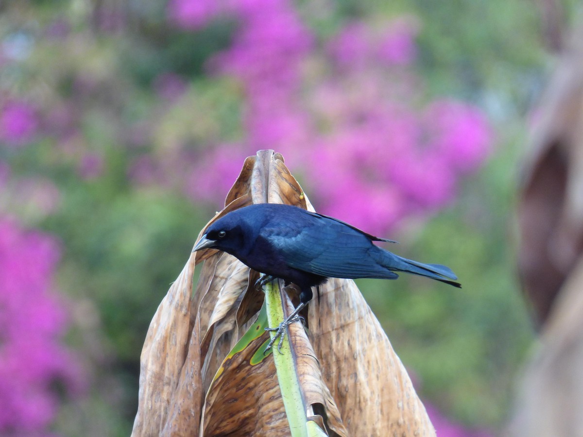 テリバネコウウチョウ - ML645368435