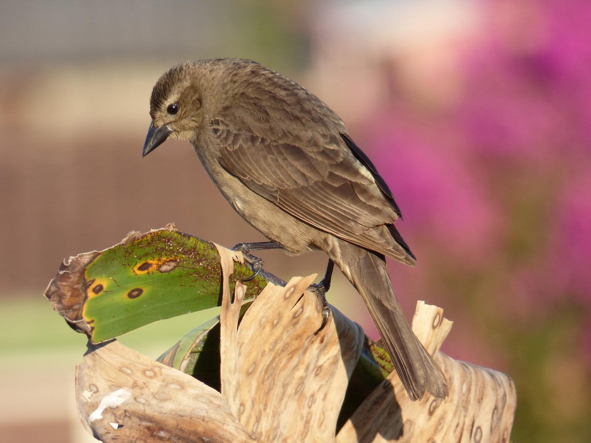 テリバネコウウチョウ - ML645368436