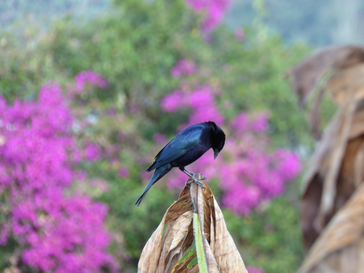 テリバネコウウチョウ - ML645368437