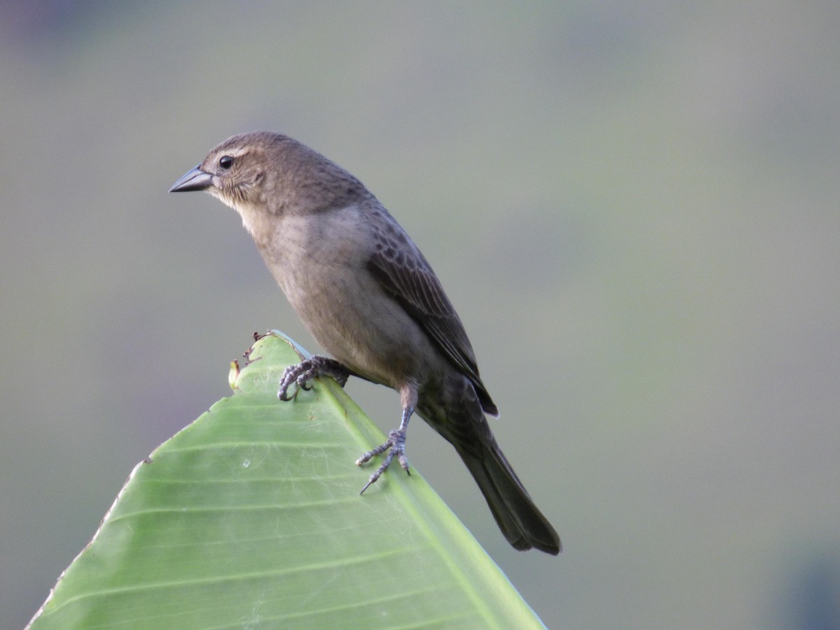 テリバネコウウチョウ - ML645368438