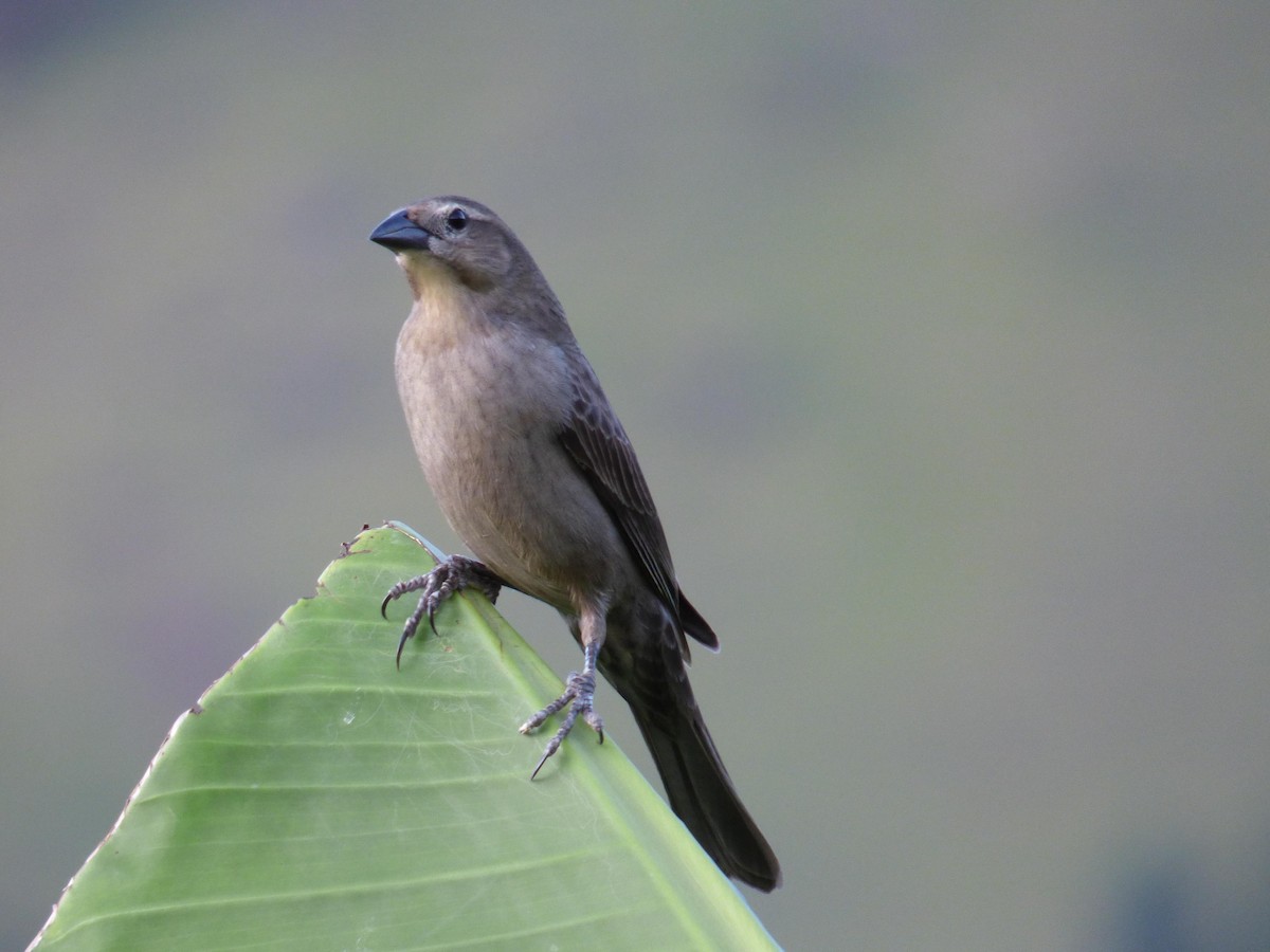 テリバネコウウチョウ - ML645368439