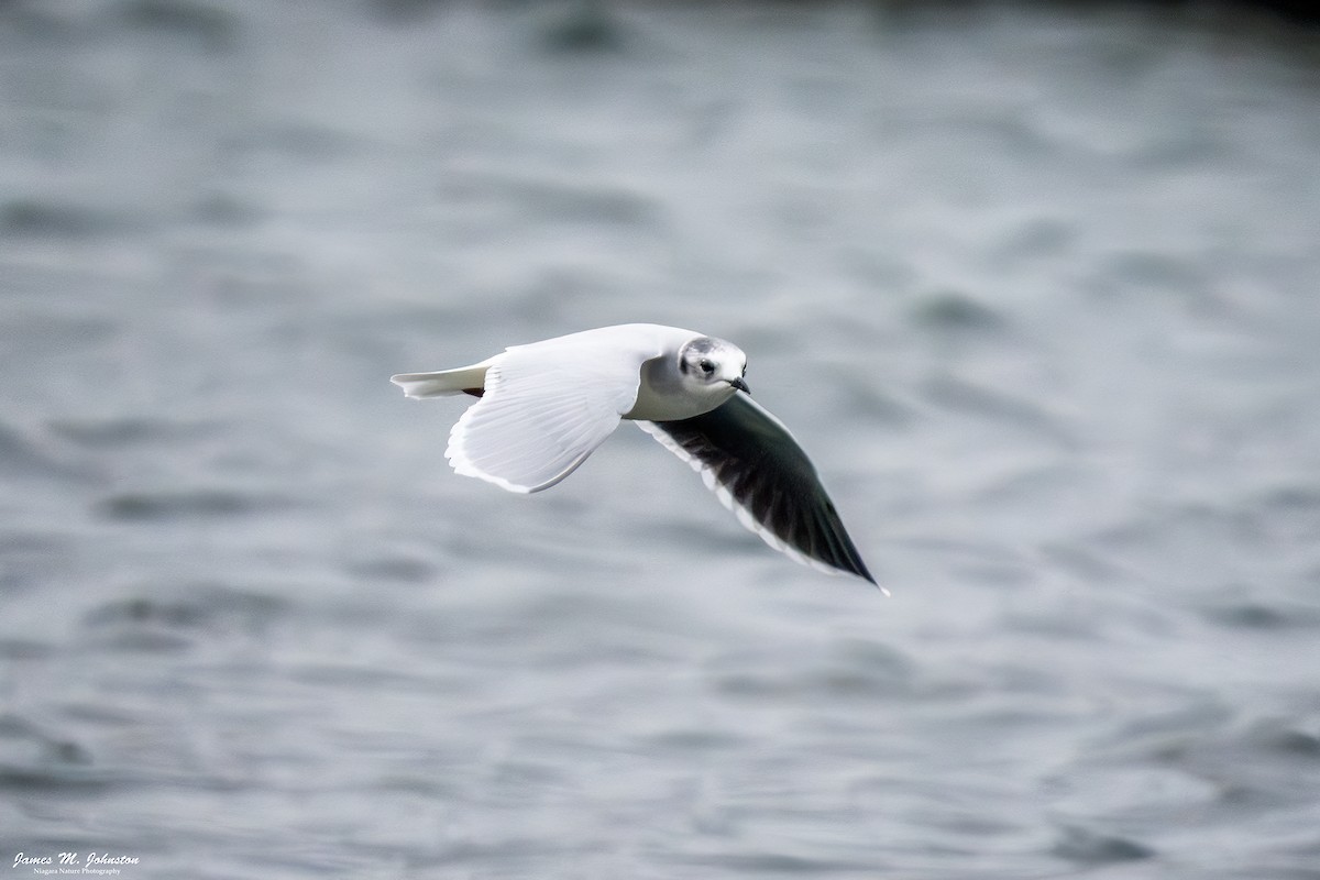 Little Gull - ML645368444
