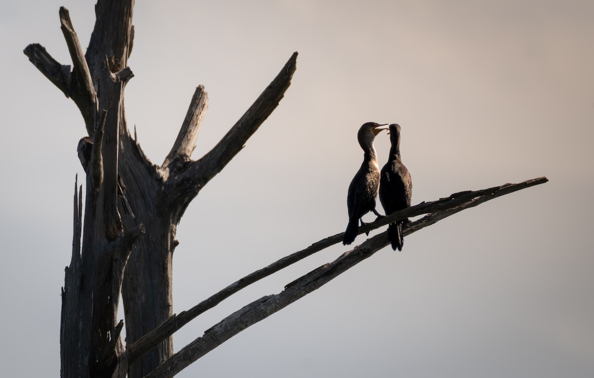 Double-crested Cormorant - ML645368445