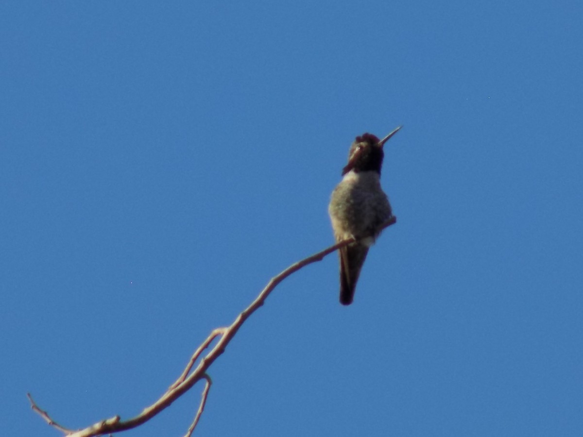 kalypta růžovohlavá - ML645368448