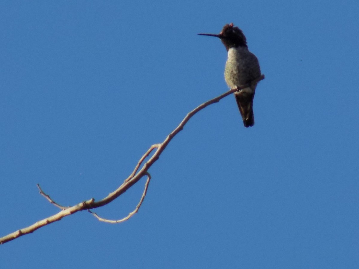 kalypta růžovohlavá - ML645368449