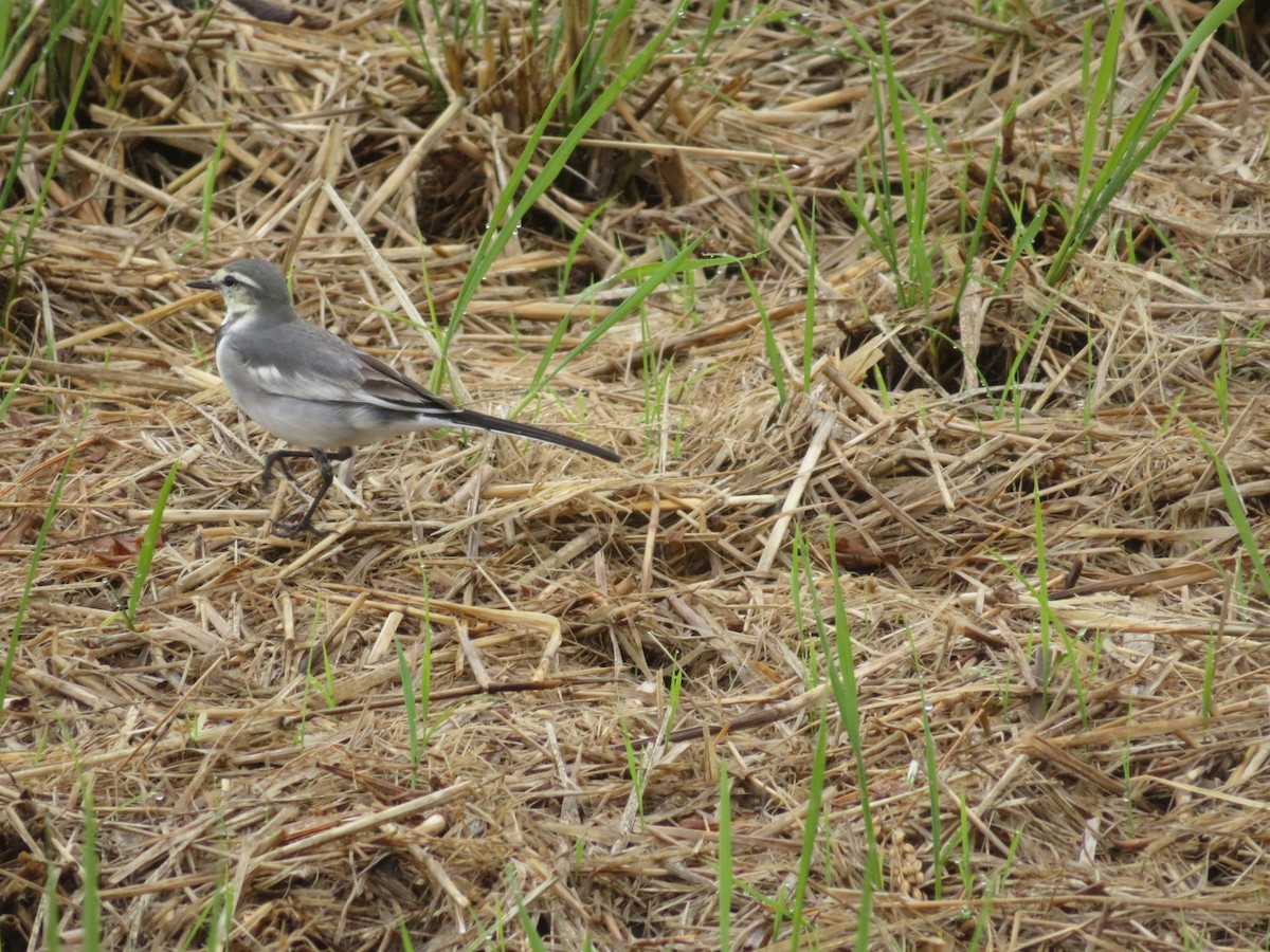 linerle - ML645368459