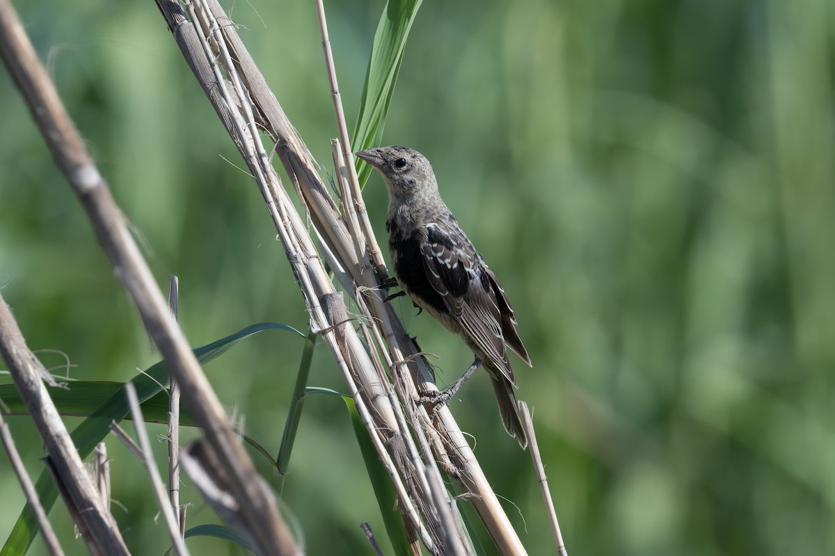 brunhodetrupial - ML645368463