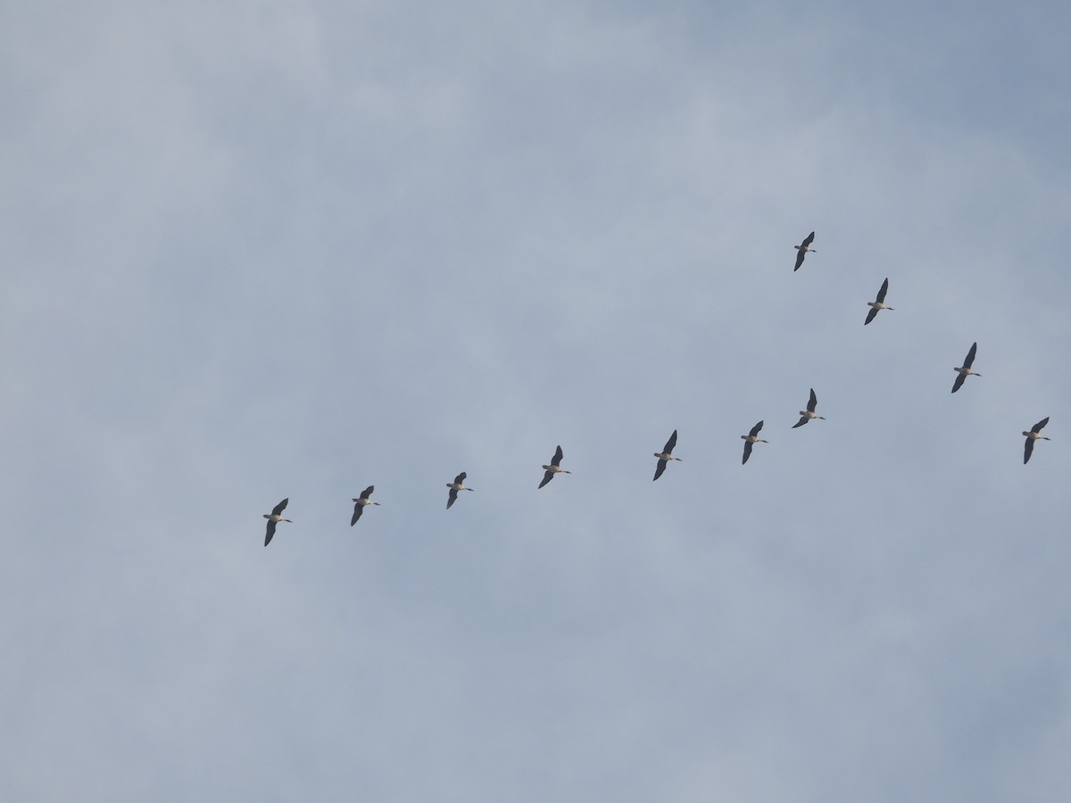 Greater White-fronted Goose - ML645368470