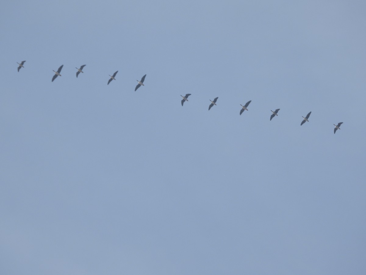 Greater White-fronted Goose - ML645368472