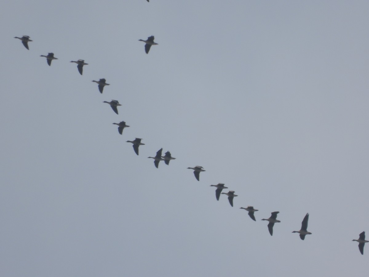 Greater White-fronted Goose - ML645368473