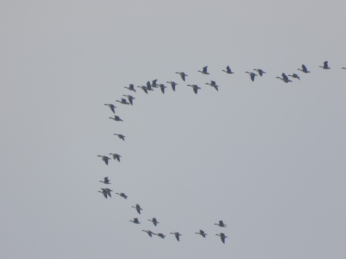 Greater White-fronted Goose - ML645368474