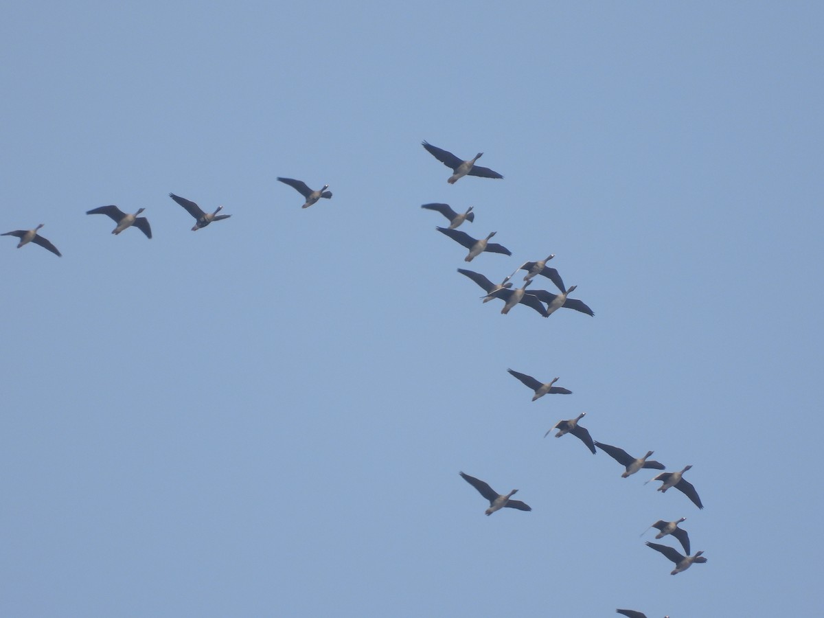 Greater White-fronted Goose - ML645368475