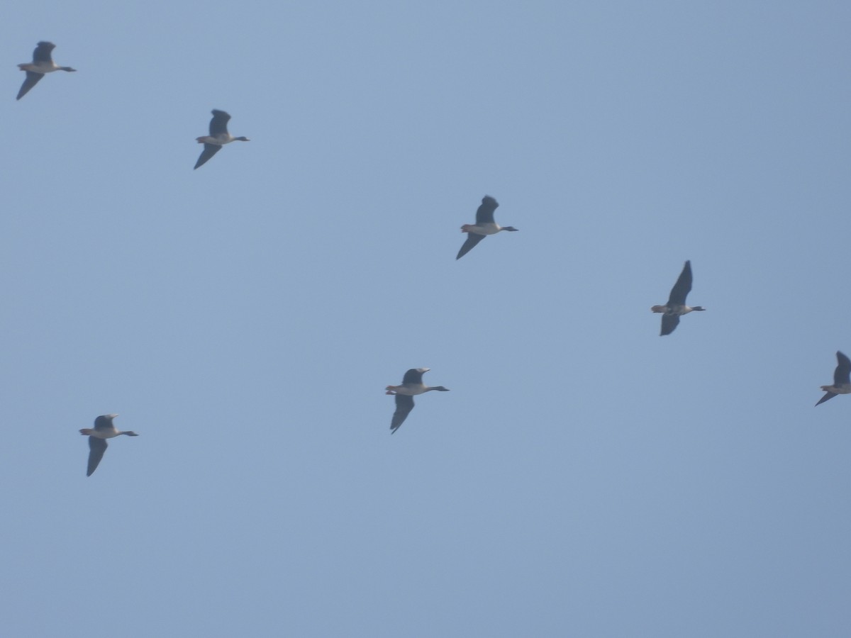 Greater White-fronted Goose - ML645368476
