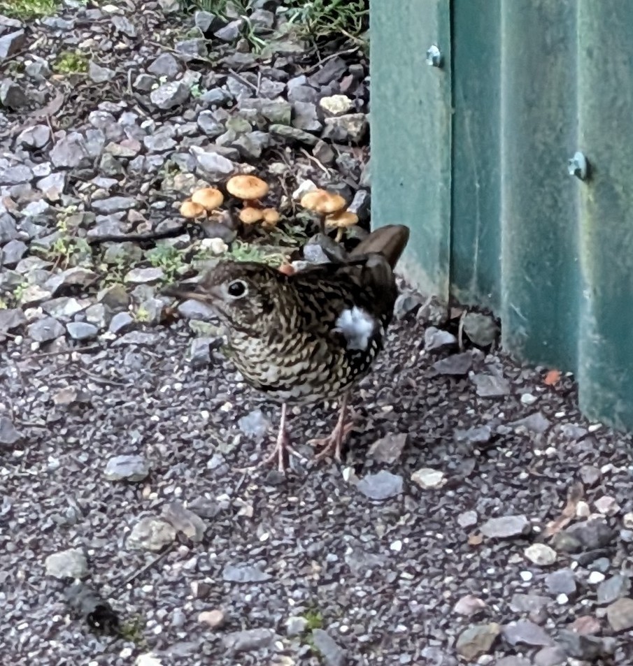 drozd australský - ML645368480