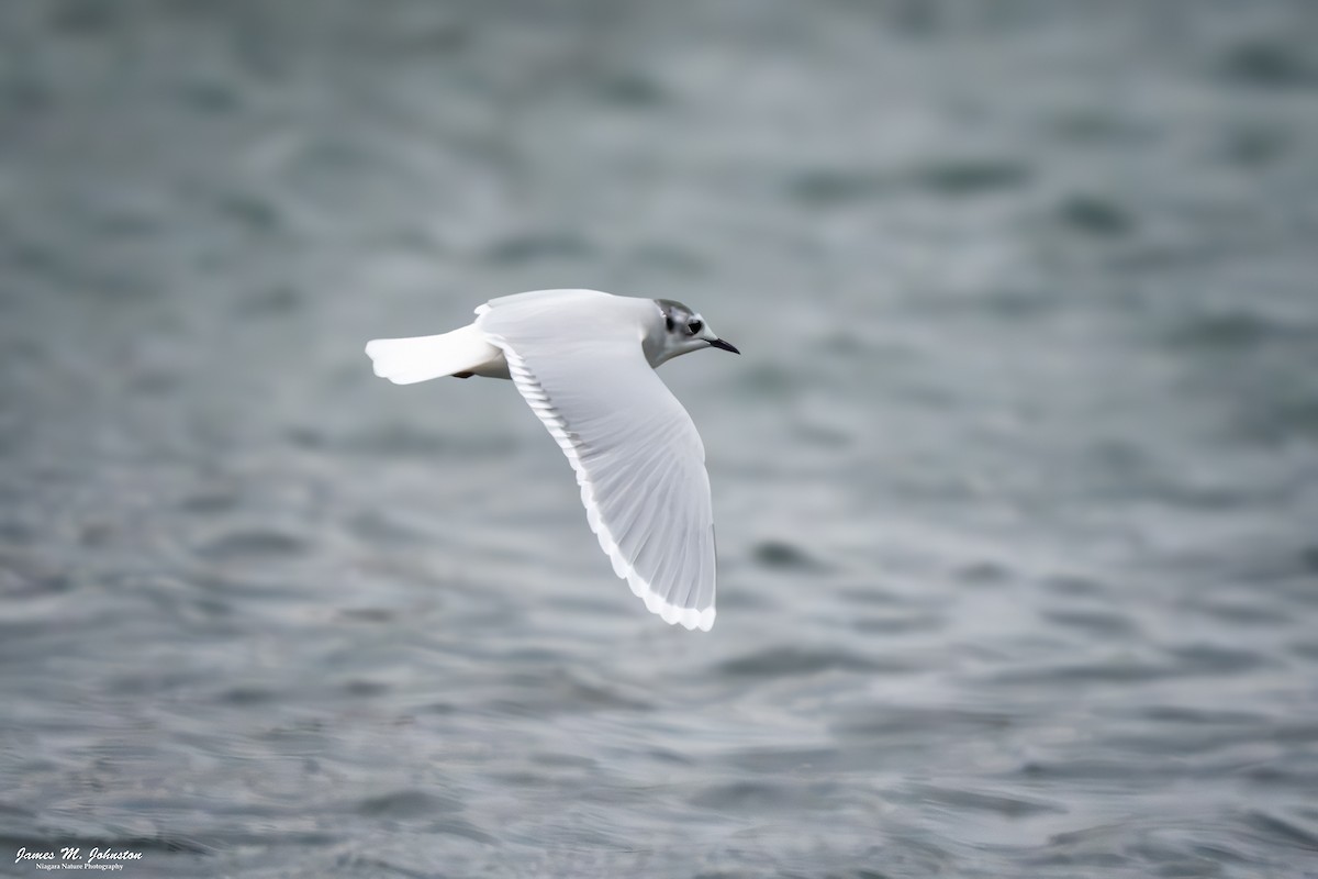 Little Gull - ML645368483