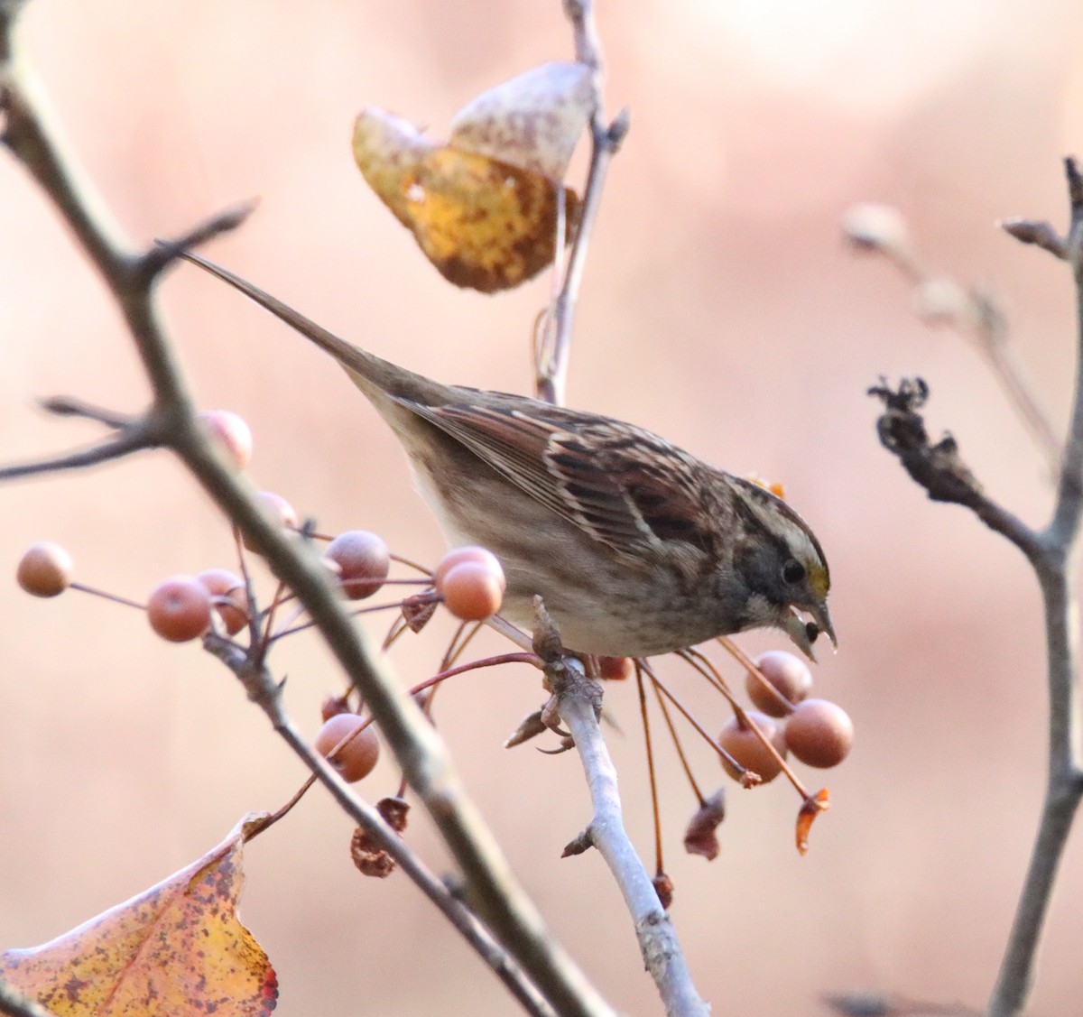 White-throated Sparrow - ML645368484