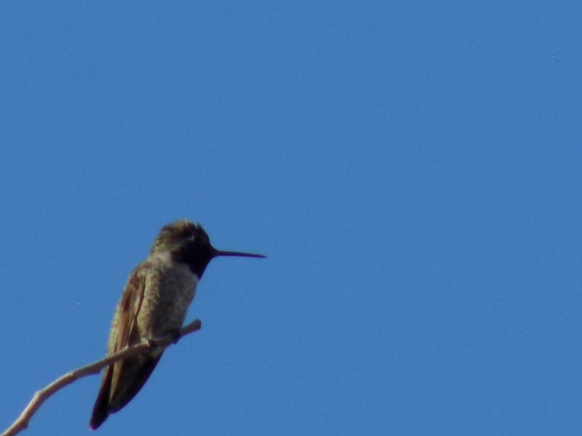 kalypta růžovohlavá - ML645368490