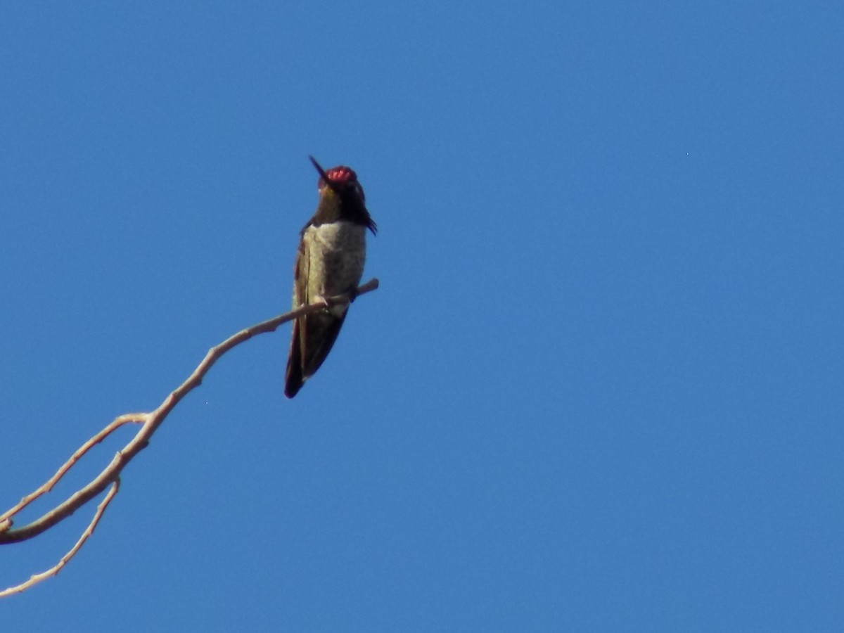 kalypta růžovohlavá - ML645368491