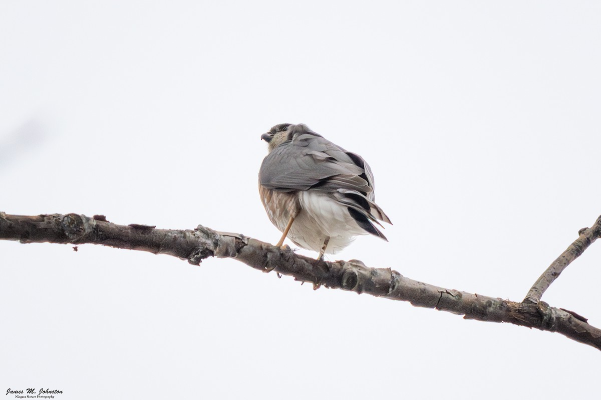 Sharp-shinned Hawk - ML645368494