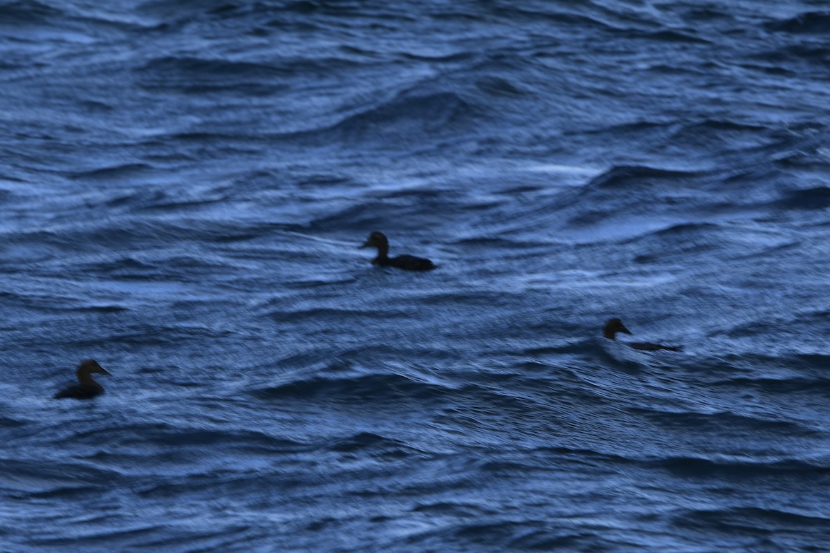Common Eider - ML645368496
