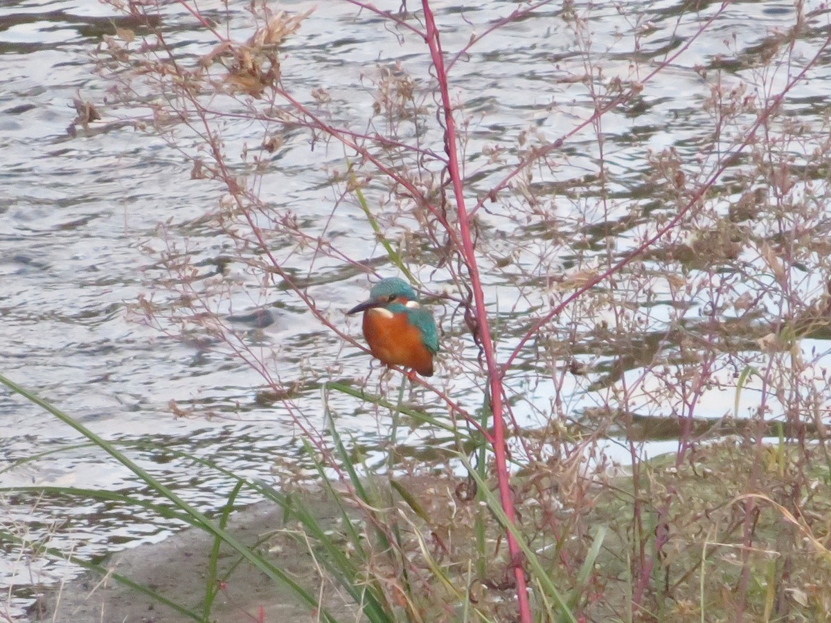 isfugl - ML645368499