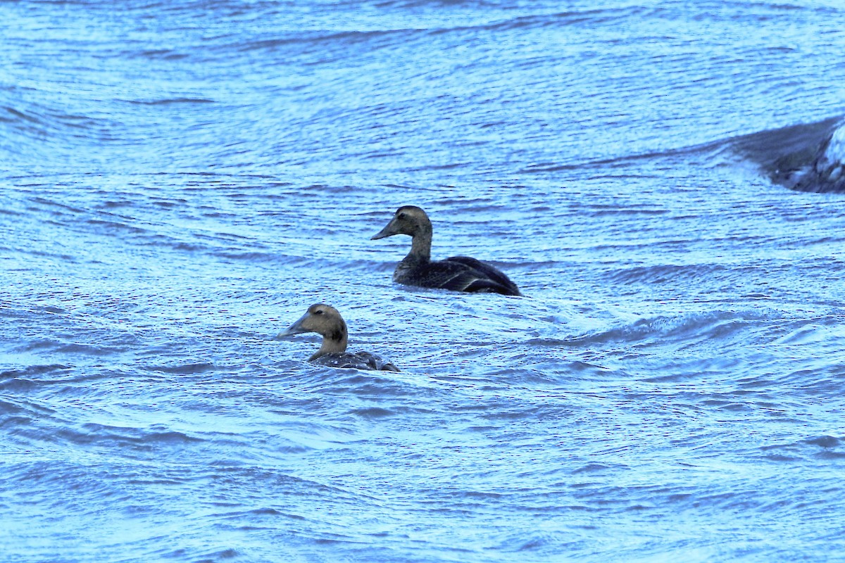 Common Eider - ML645368502