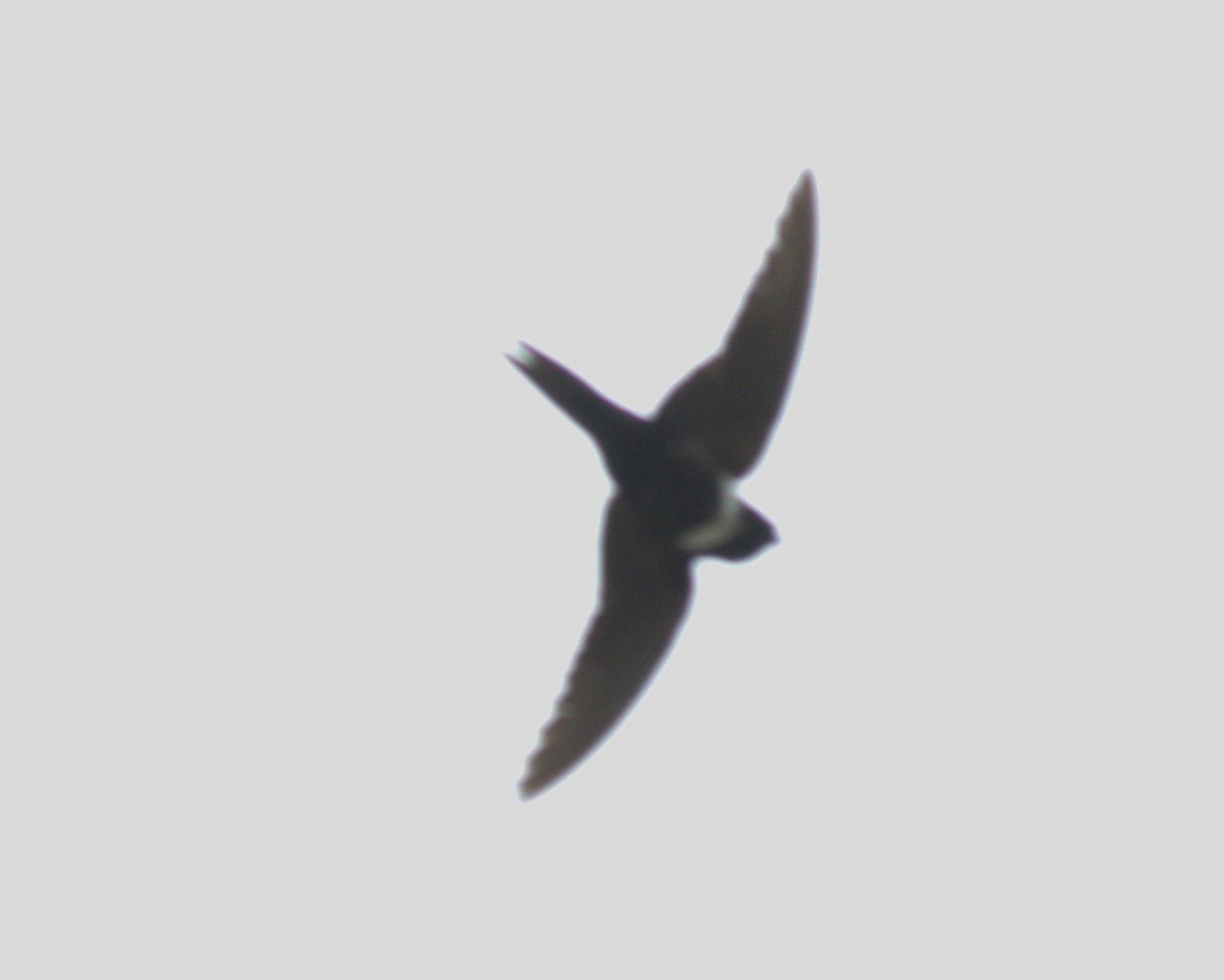 Vencejo Acollarado - ML645368507