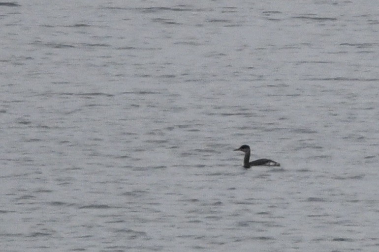 Буурал шунгуур - ML645368508