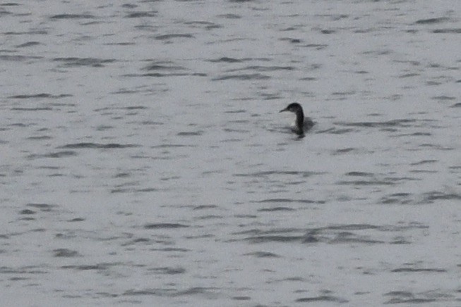 Буурал шунгуур - ML645368509