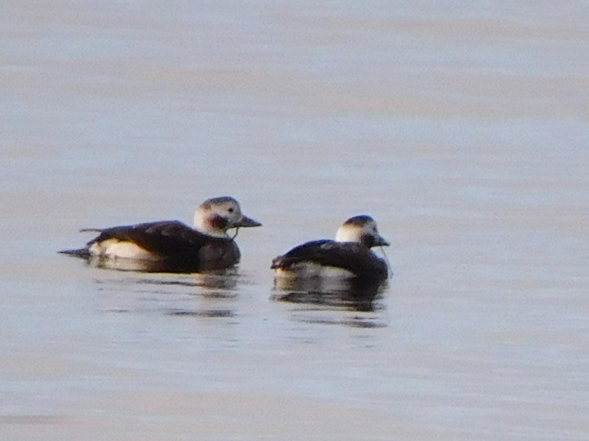 Long-tailed Duck - ML645368519