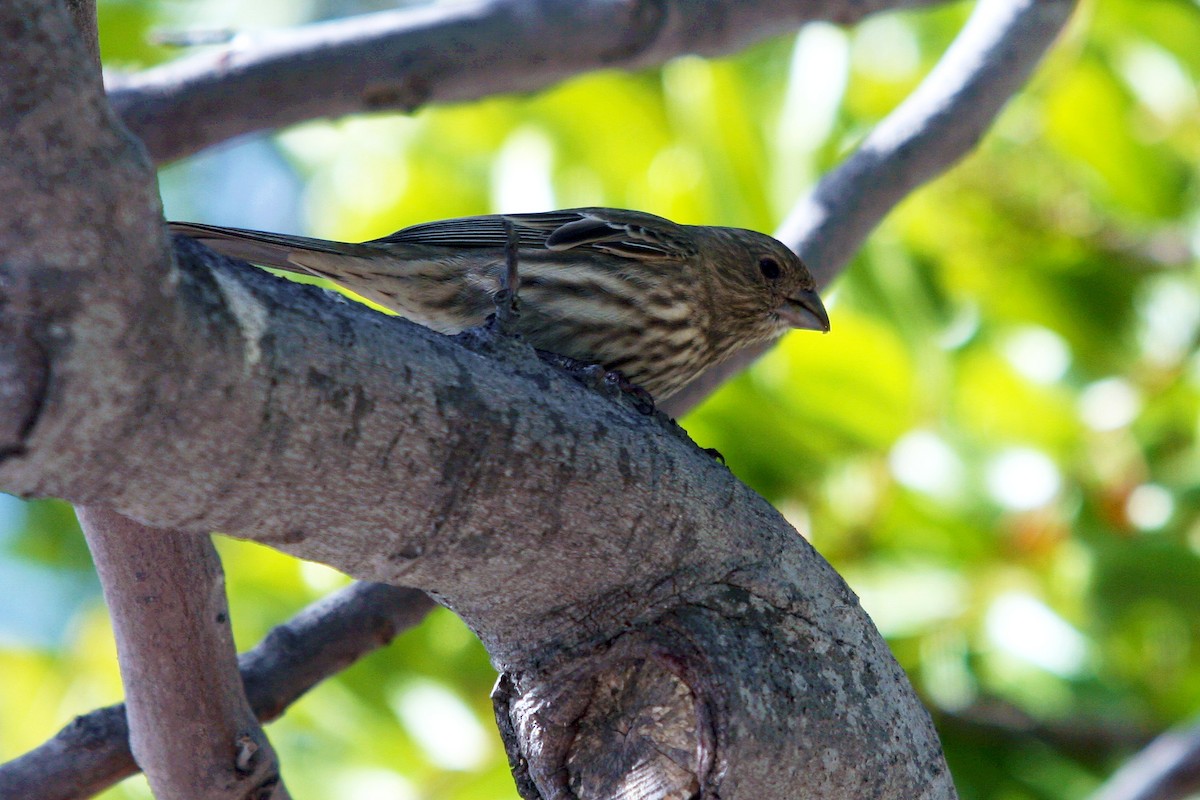 House Finch - ML645368521
