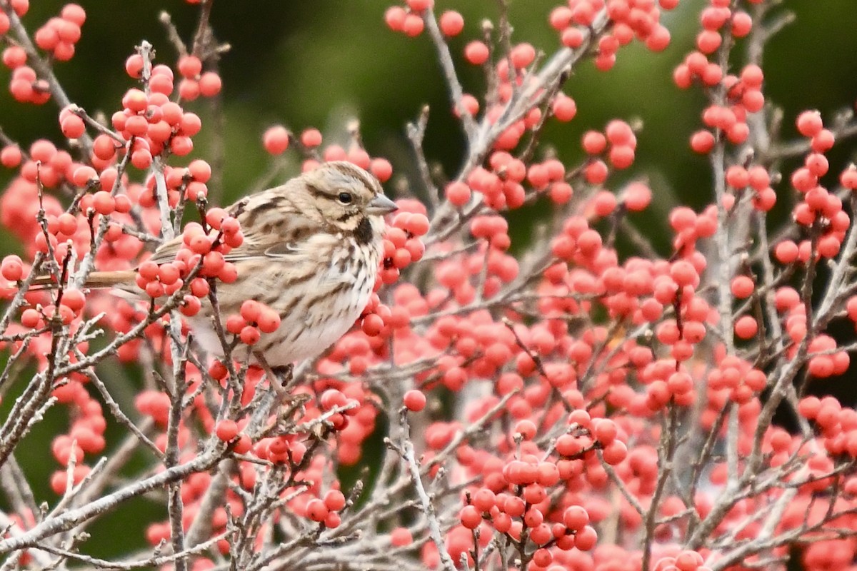Song Sparrow - ML645368527