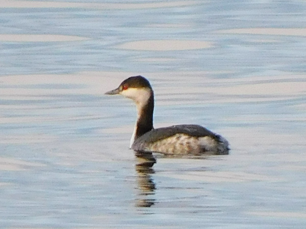 Horned Grebe - ML645368528