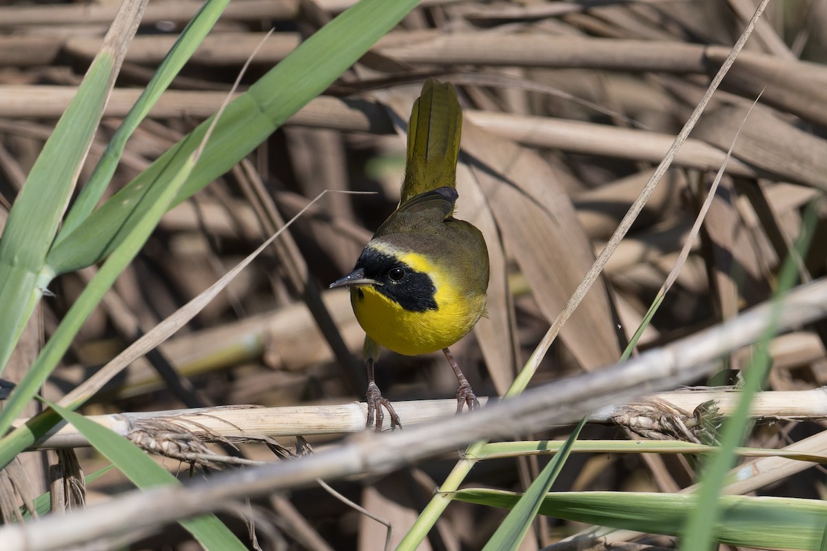 Belding's Yellowthroat - ML645368531
