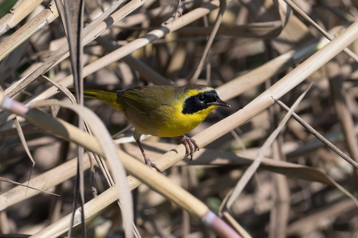 Belding's Yellowthroat - ML645368532