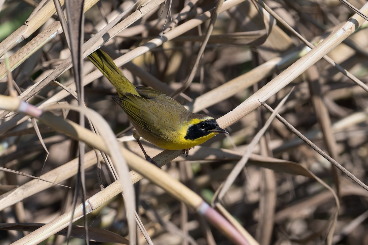 Belding's Yellowthroat - ML645368533