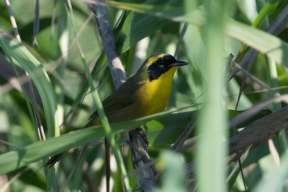 Belding's Yellowthroat - ML645368543