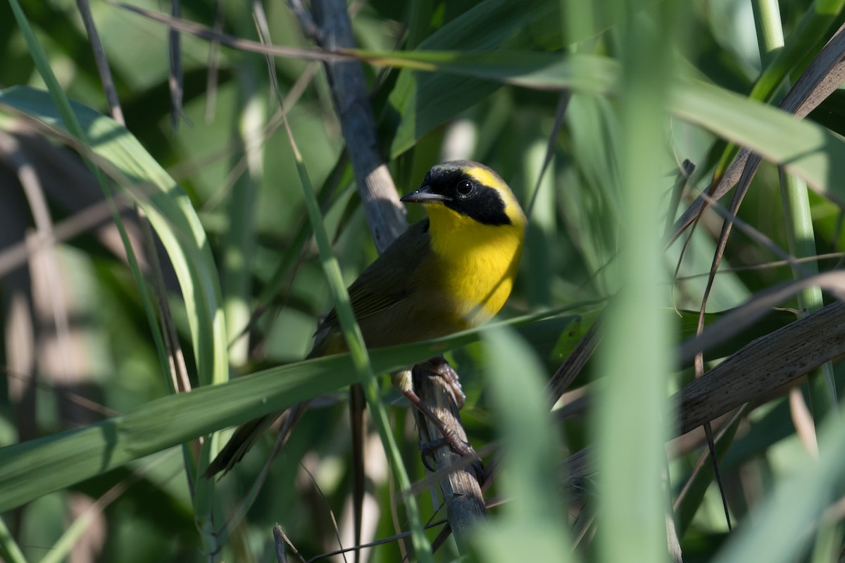 Belding's Yellowthroat - ML645368545
