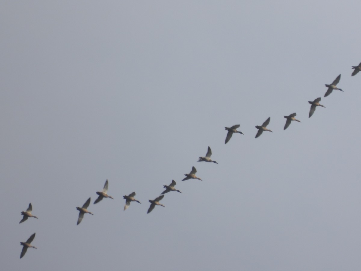 Mallard - ML645368546